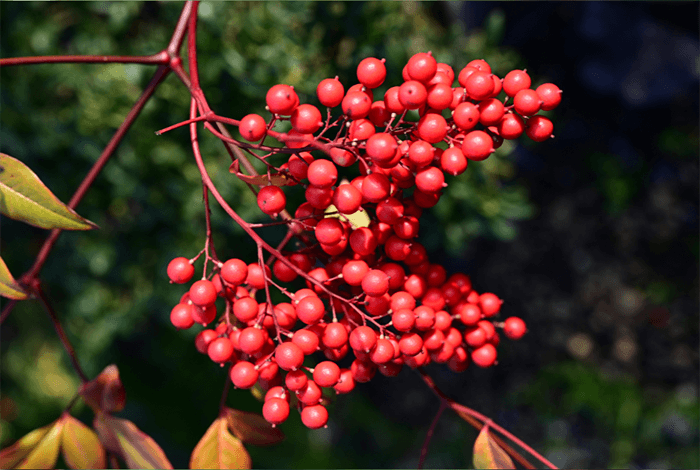 red Chinese sacred bamboo fruits