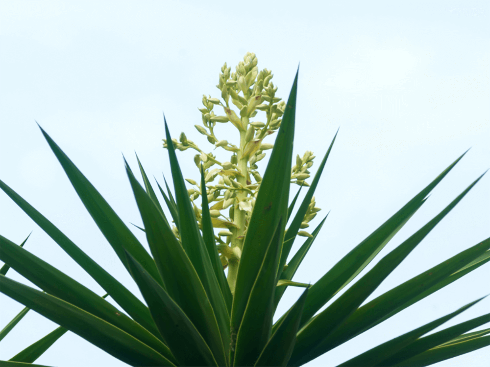 close-up of a yucca plant with sharp leaves and a budding flower spike