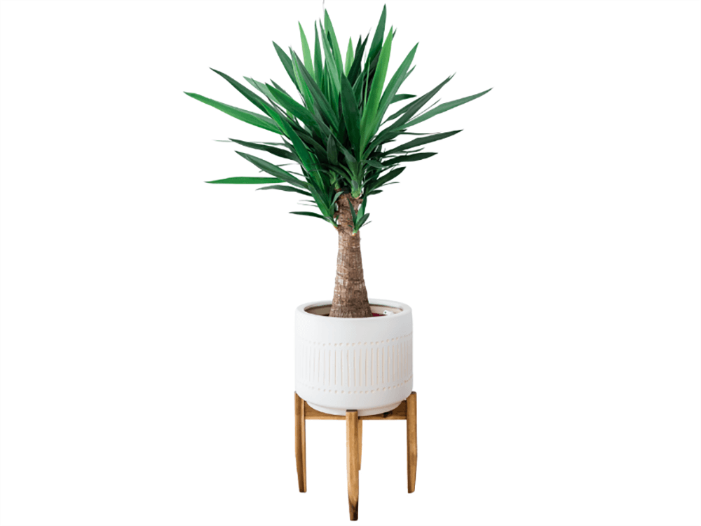 a potted yucca palm tree on a wooden stand