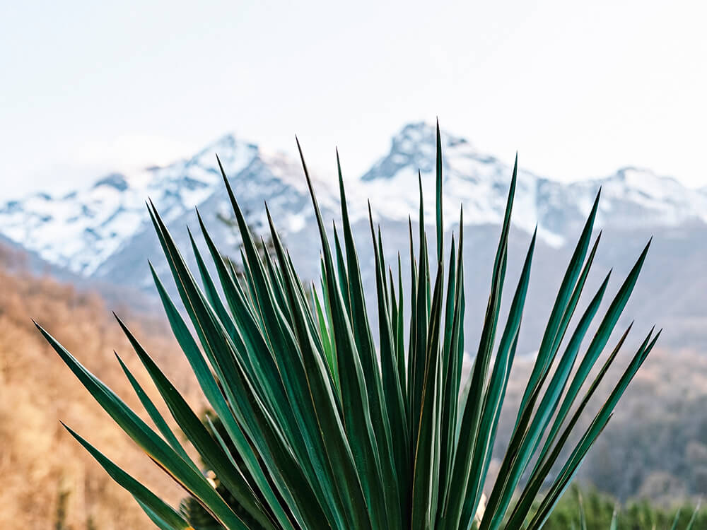 yucca leaves with mountains in the background