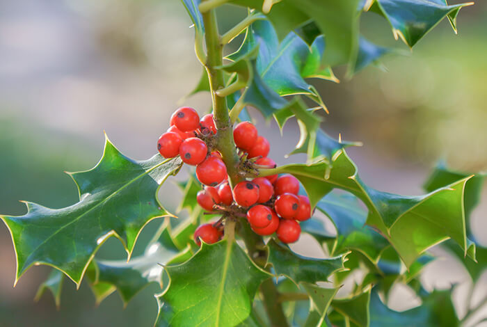 a cluster of holly berries on a holly plant