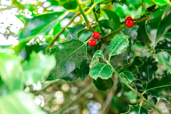 four holly berries on the stem of holly bush