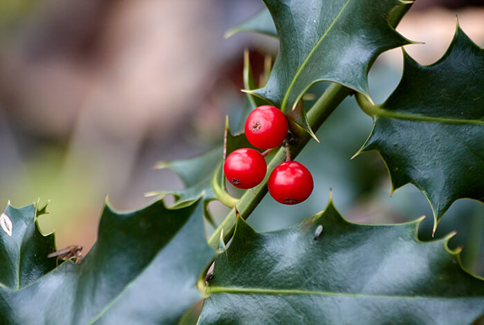 a cluster of three holly berries with holly leaves