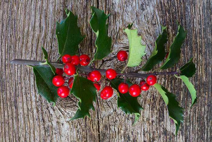 a freshly cut stem of holly plant with some holly berries on it
