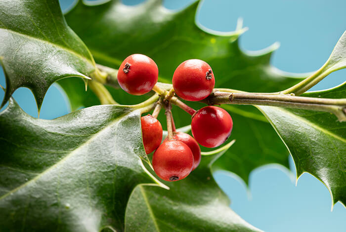 a clump of holly berries surrounded by holly leaves