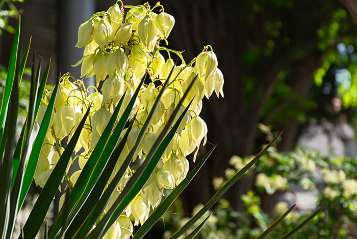 a yucca gloriosa plant in full bloom, showcasing its striking flowers