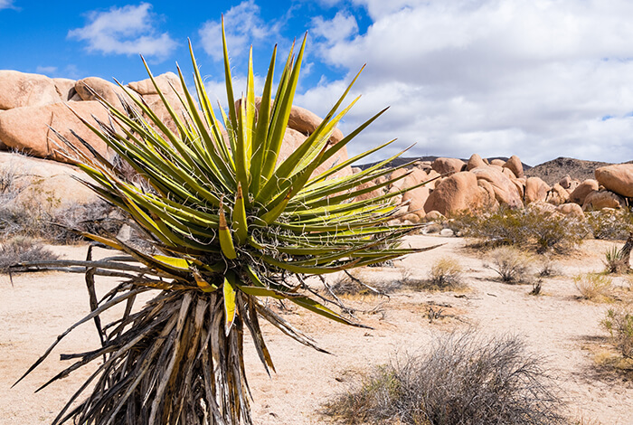 a tall yucca plant standing in a vast desert landscape