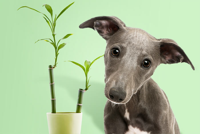 Is Bamboo Toxic to Dogs? What Every Pet Owner Should Know
