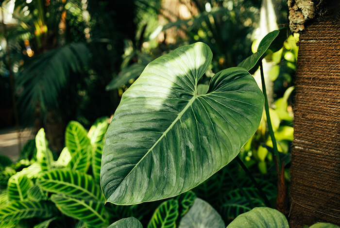 an elephant ear growing over some zebra plants