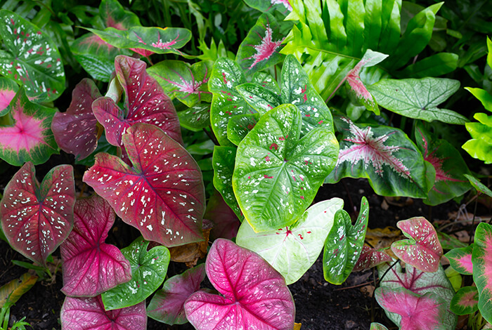 stunning pink and green caladium foliage