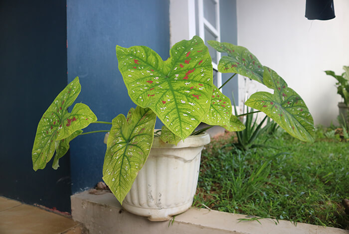 Caladium in a white flower pot placed outside the house