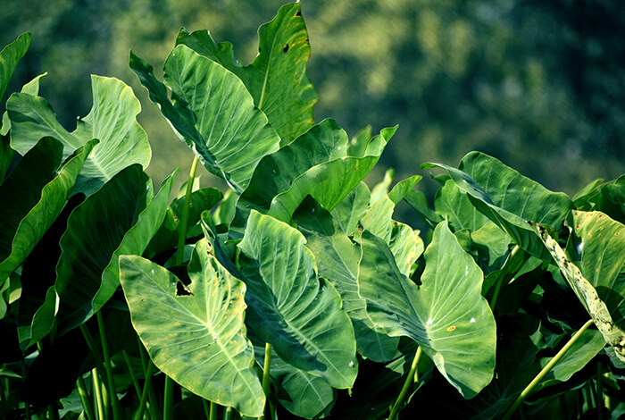 a cluster of elephant ear plants under the bright sun