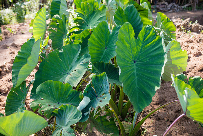 a group of elephant ears growing in muddy soil