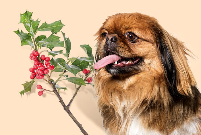Are Holly Berries Toxic to Dogs?
