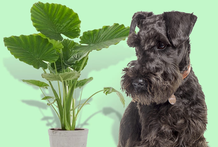 Are Elephant Ears Toxic to Dogs?