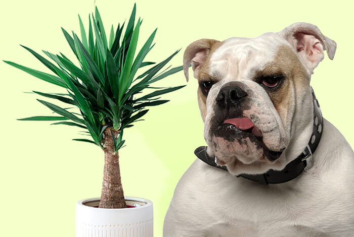 Can Dogs Eat Yucca? Key Dangers to Watch Out For