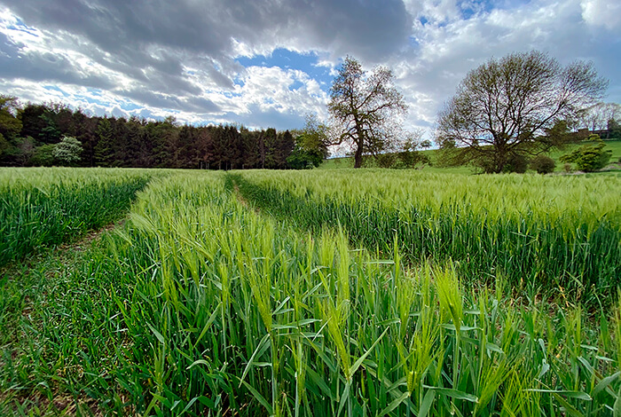 a beautiful field of green barley