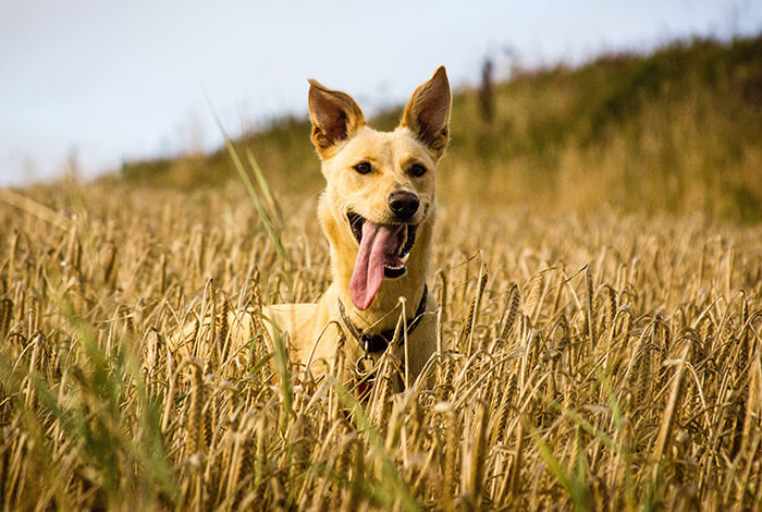 a dog enjoying a walk in the middle of a barley field