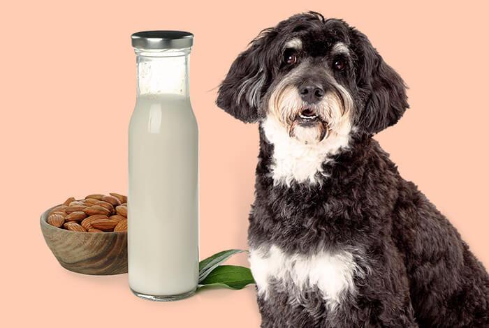Can Dogs Have Almond Milk?