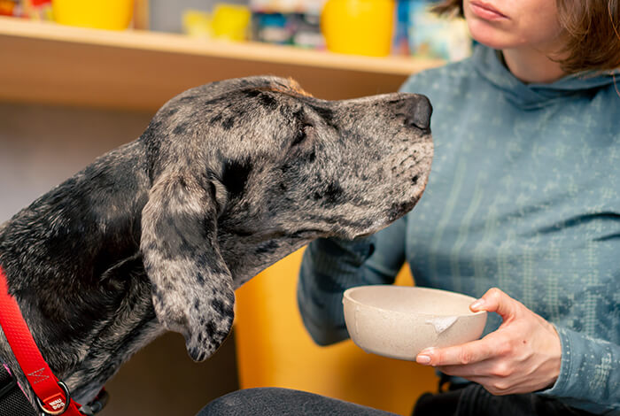 a Great Dane being hand-fed by his female owner 