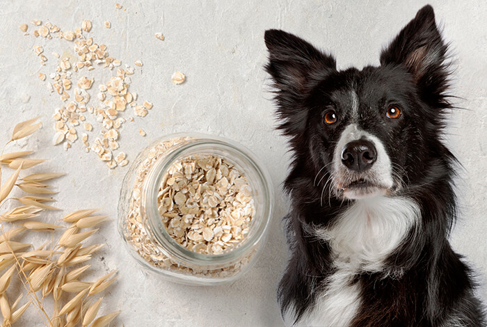 Can Dogs Eat Oats? 3 Health Benefits and Risks