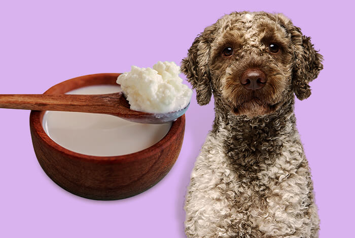 Kefir for Dogs: How It Boosts Canine Health