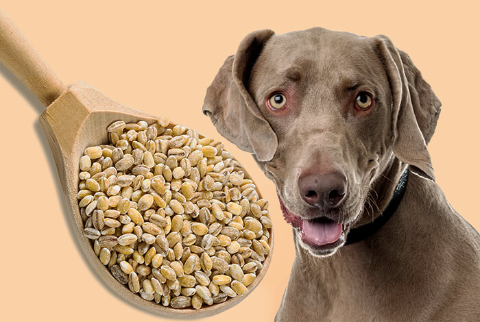 Is Barley Good for Dogs? 3 Ways It Improves Their Health