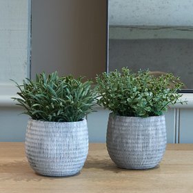 Stone Potted Rosemary Set of 2