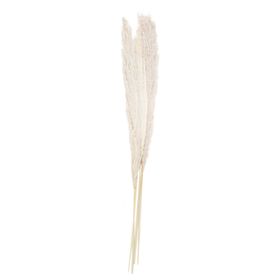 Ginger Ray Bleached Pampas Grass Decorations