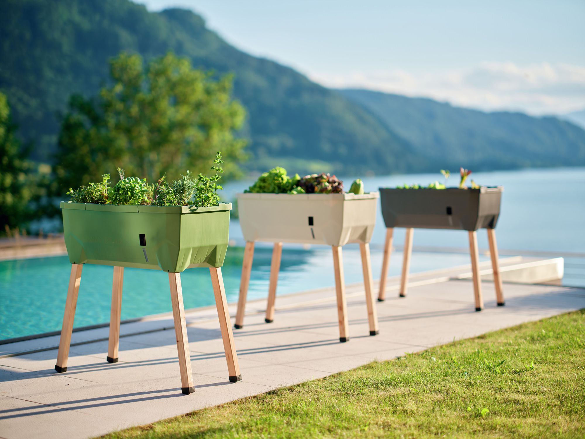 SAMMY SALAD Colors 2