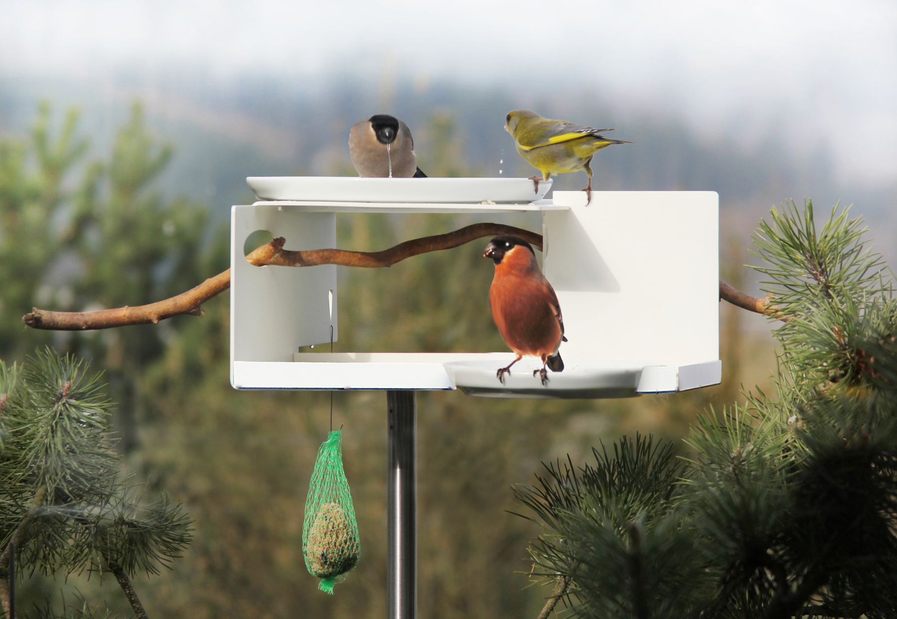 Vogeltraenke VT1 Bird