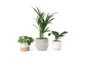 Bloombox Club Pet-Friendly 3 Plant Bundle with Pots, Multi