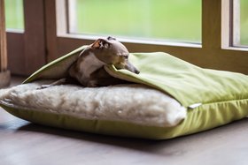 Charley Chau Dog Snuggle Bed - Styled to Order in Velour 'Lime'
