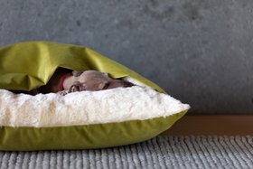 Charley Chau Dog Snuggle Bed - Styled to Order in Velour 'Lime'