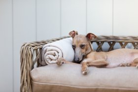 The Raised Rattan Dog Bed