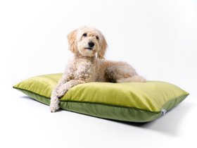 Charley Chau Day Bed Dog Mattress in Velour Contrast in Lime & Leaf