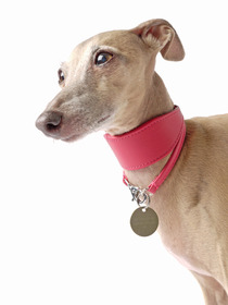 Leather Italian Greyhound Dog Collar - Raspberry Pink