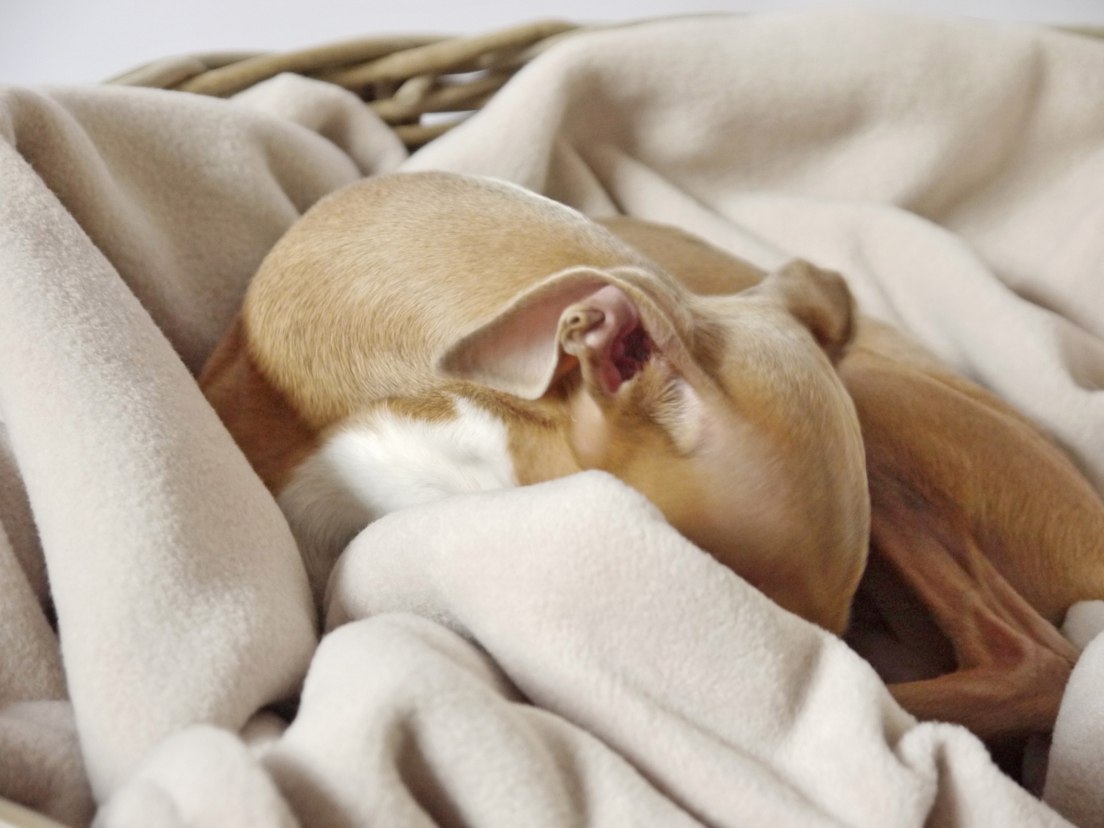 Charley Chau Double Fleece Dog Blanket Oyster