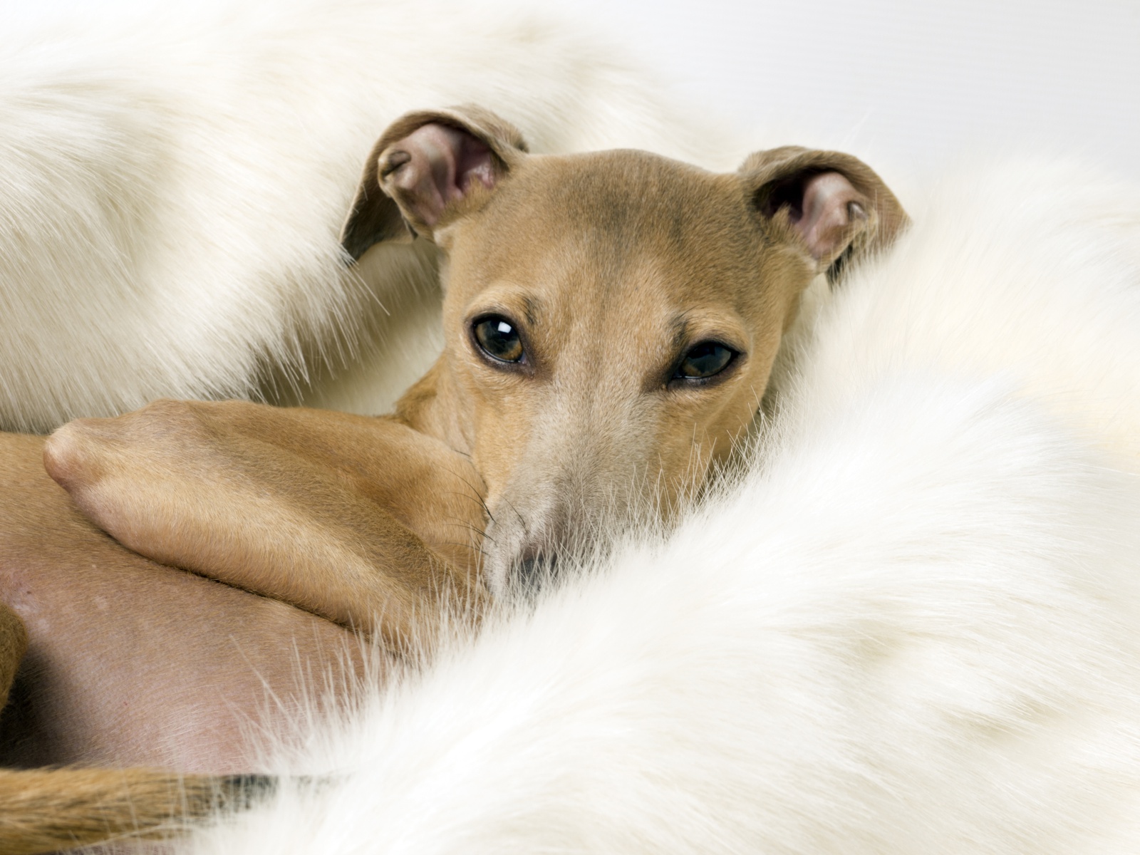 Charley Chau Faux-Fur Dog Blanket - Polar Bear