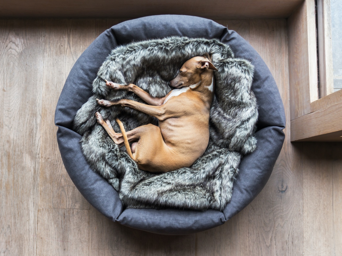 Charley Chau Ducky Donut Dog Bed Dark Gray