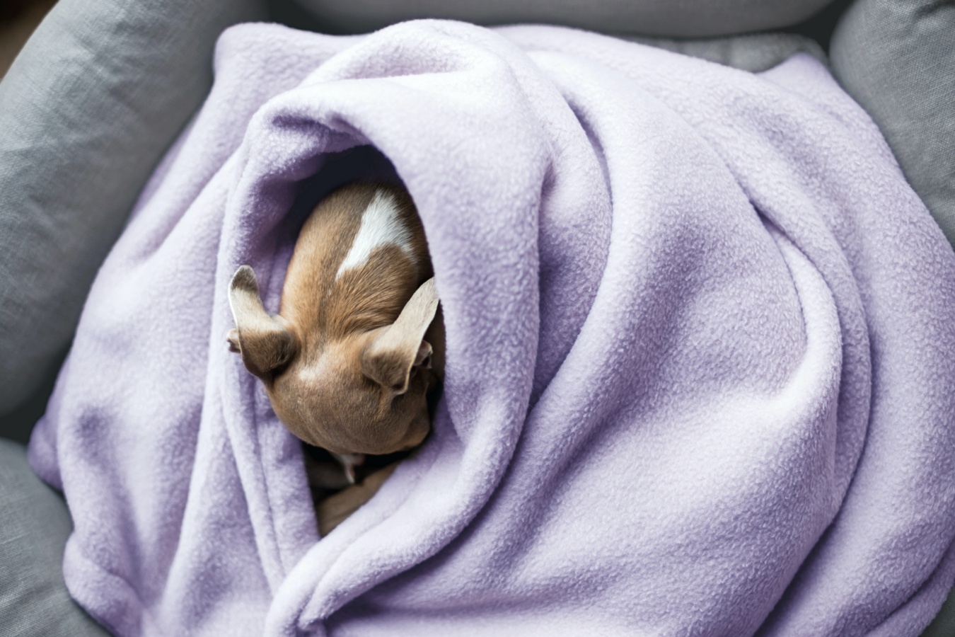Charley Chau Double Fleece Dog Blanket in Lilac