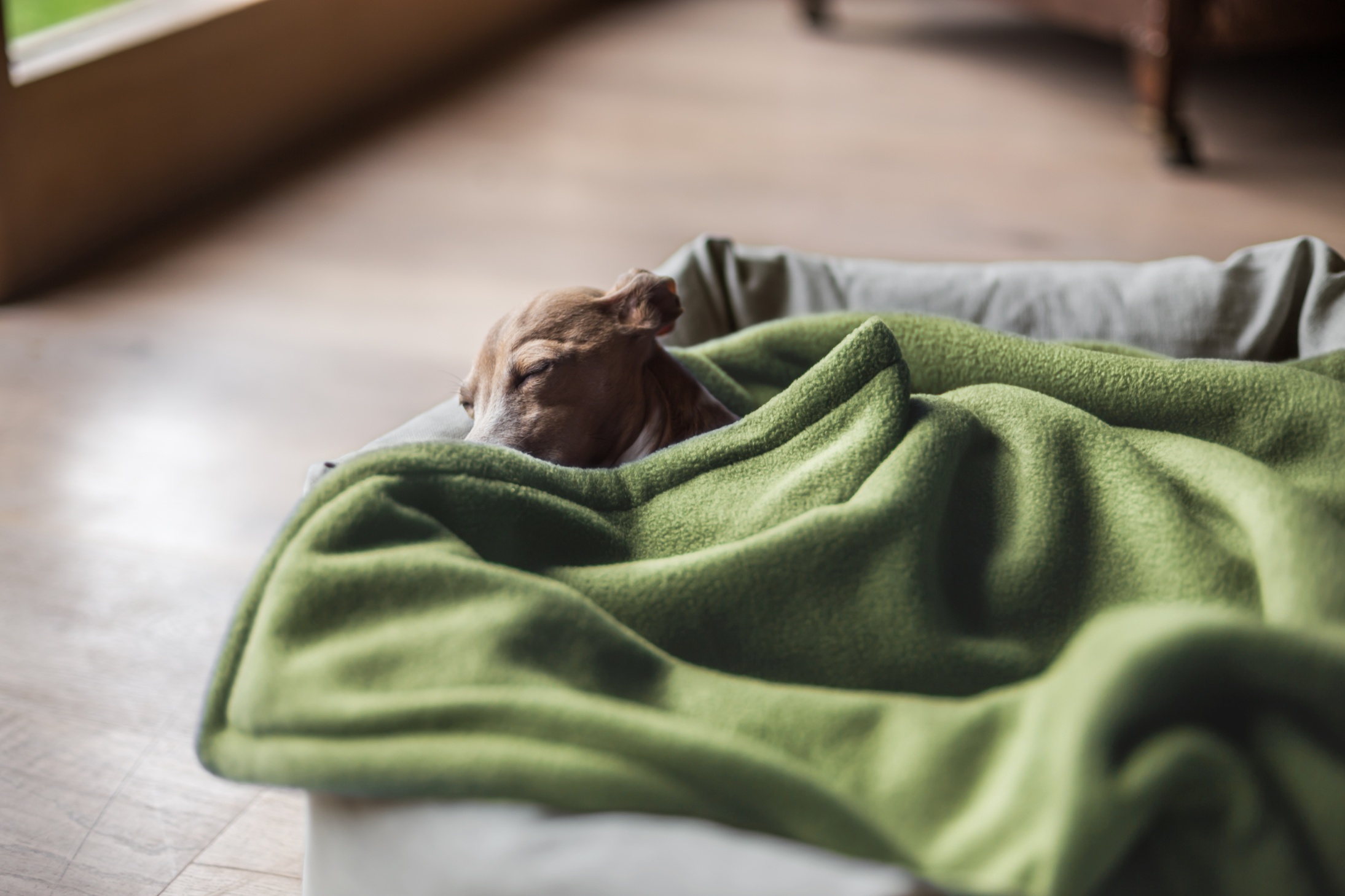 Charley Chau Double Fleece Dog Blanket in Moss