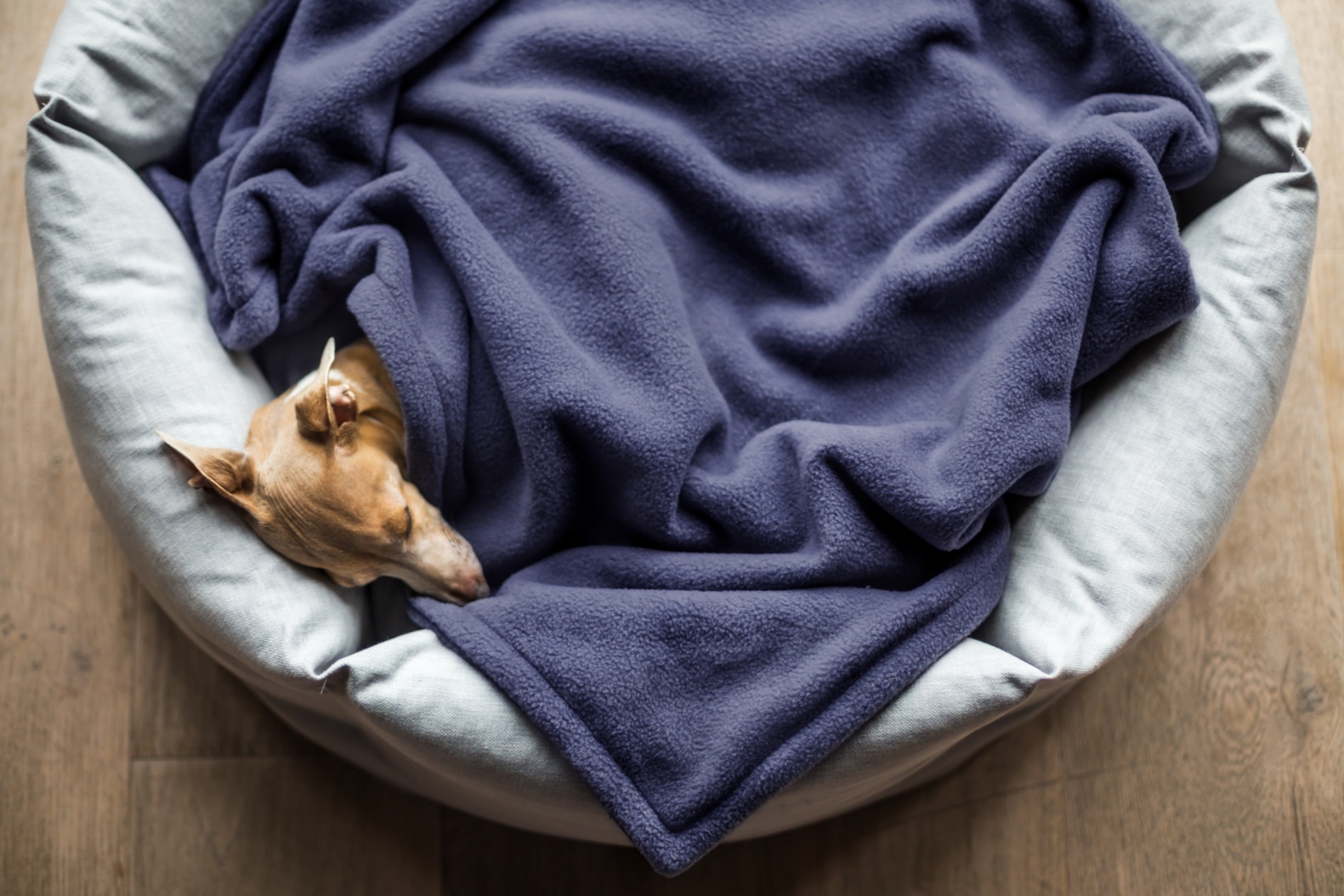 Charley Chau Double Fleece Dog Blanket in Navy