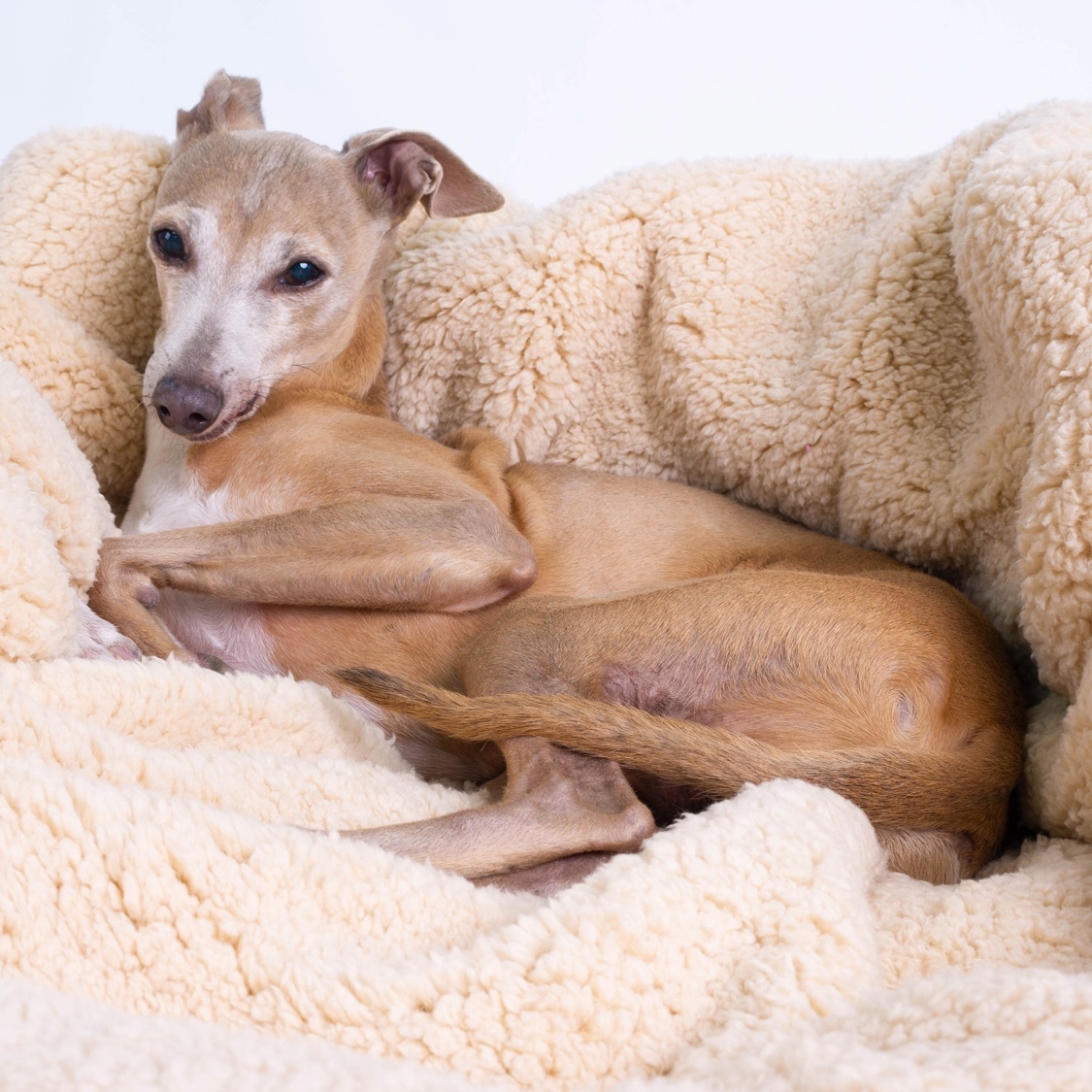 Sherpa Fleece Dog Blanket in Teddy Beige