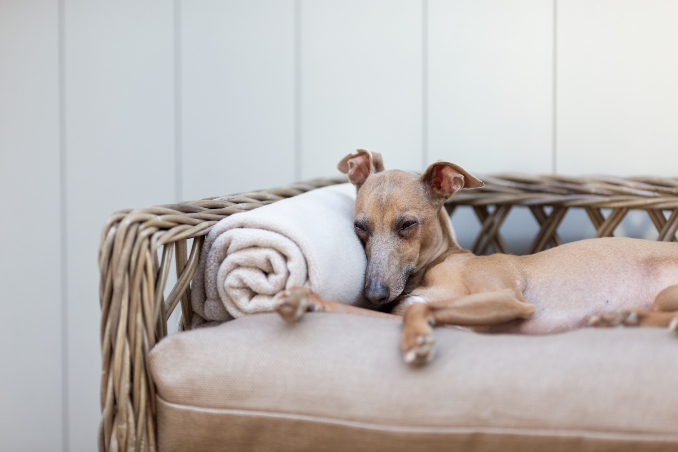 The Raised Rattan Dog Bed