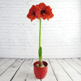Giant Red Amaryllis