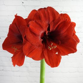Giant Red Amaryllis