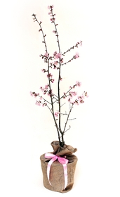 Flowering Cherry Pandora Trees