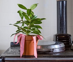Baby Bay In Terracotta Pot