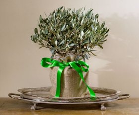 Baby Olive Tree